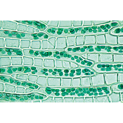 Bryophyta (Liverworts and Mosses) - English Slides