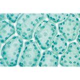 Bryophyta (Liverworts and Mosses) - English Slides