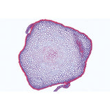 Bryophyta (Liverworts and Mosses) - English Slides